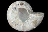 Thick Ammonite (Anapuzosia) Fossil Half #88039-1
